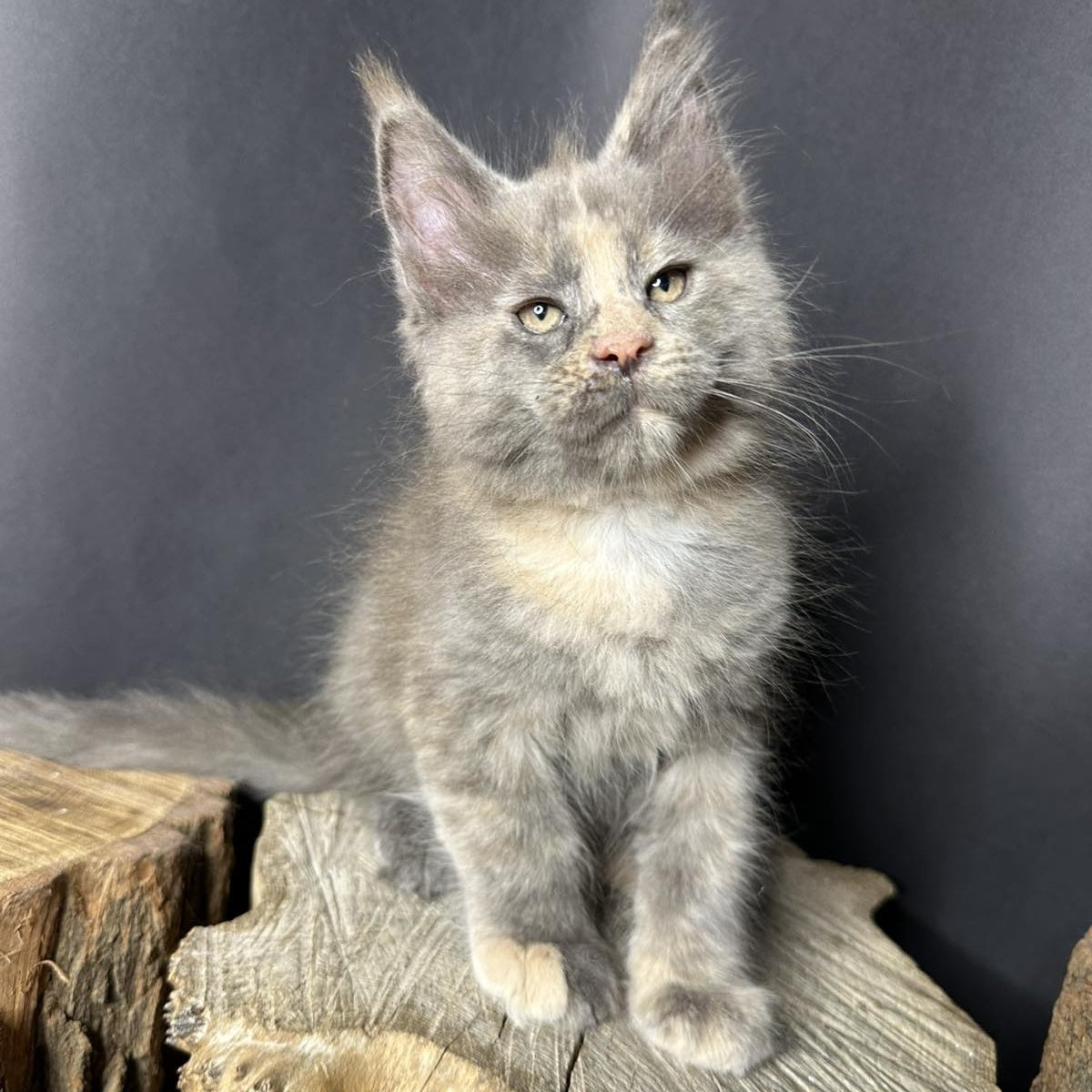 Petunia Maine Coon female, blue tortie with white