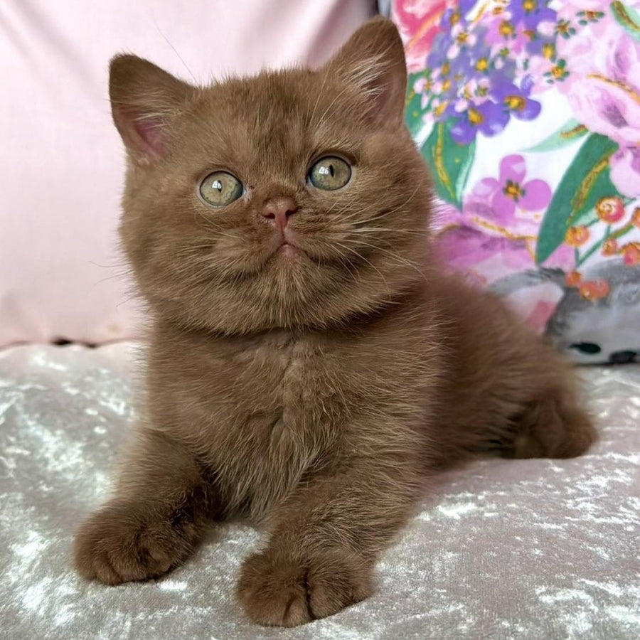 Melvin British Shorthair male, cinnamon