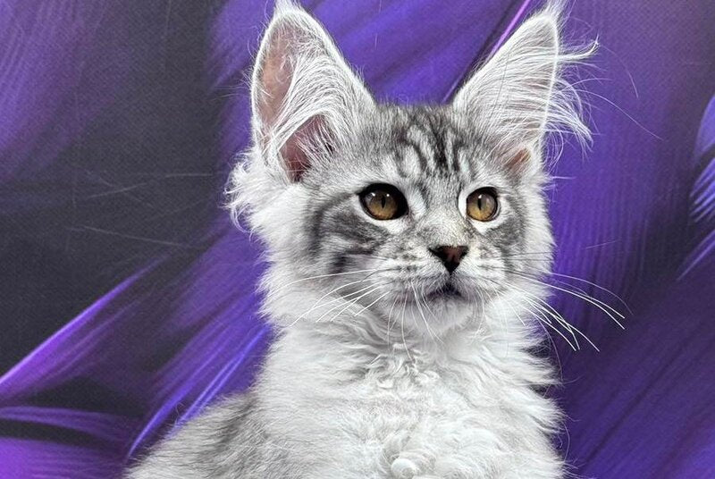 Moncler Maine Coon male, black silver tabby