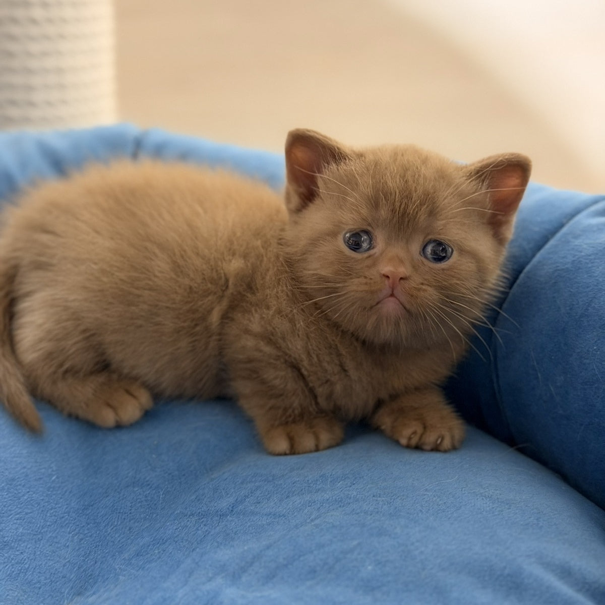 Shimal British Shorthair female, cinnamon