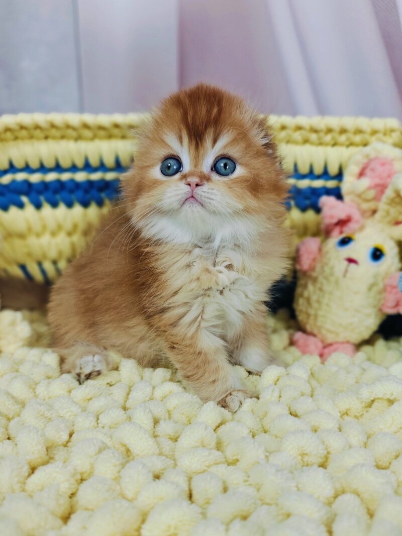 Bruno Scottish Fold male chocolate golden chinchilla live animals