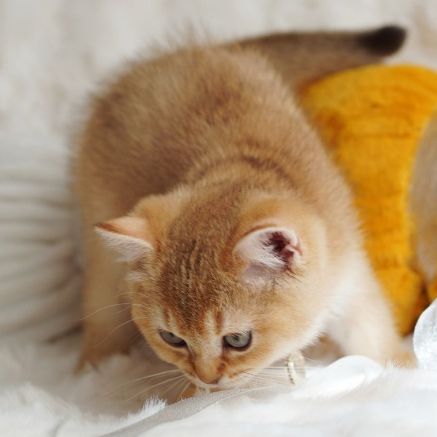 Vincent British Shorthair male, chocolate golden shaded