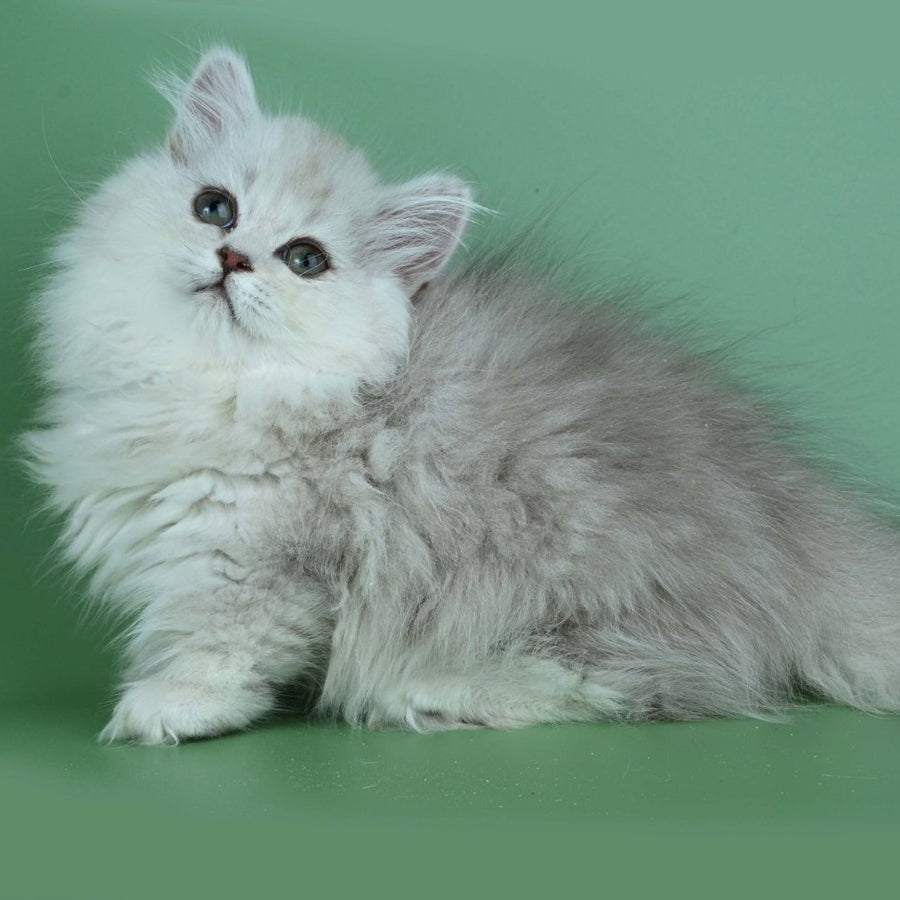 Jane Munchkin female, chocolate silver shaded