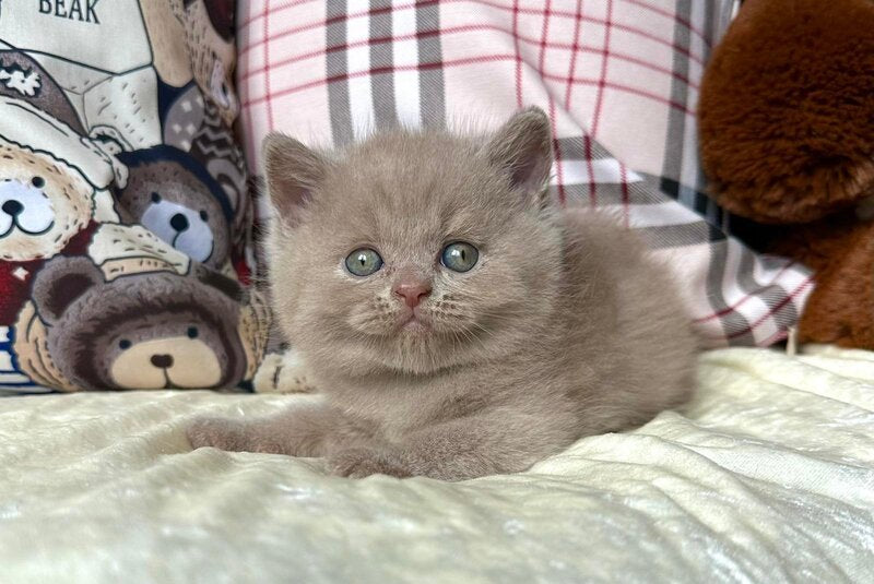 Alan British Shorthair male, fawn