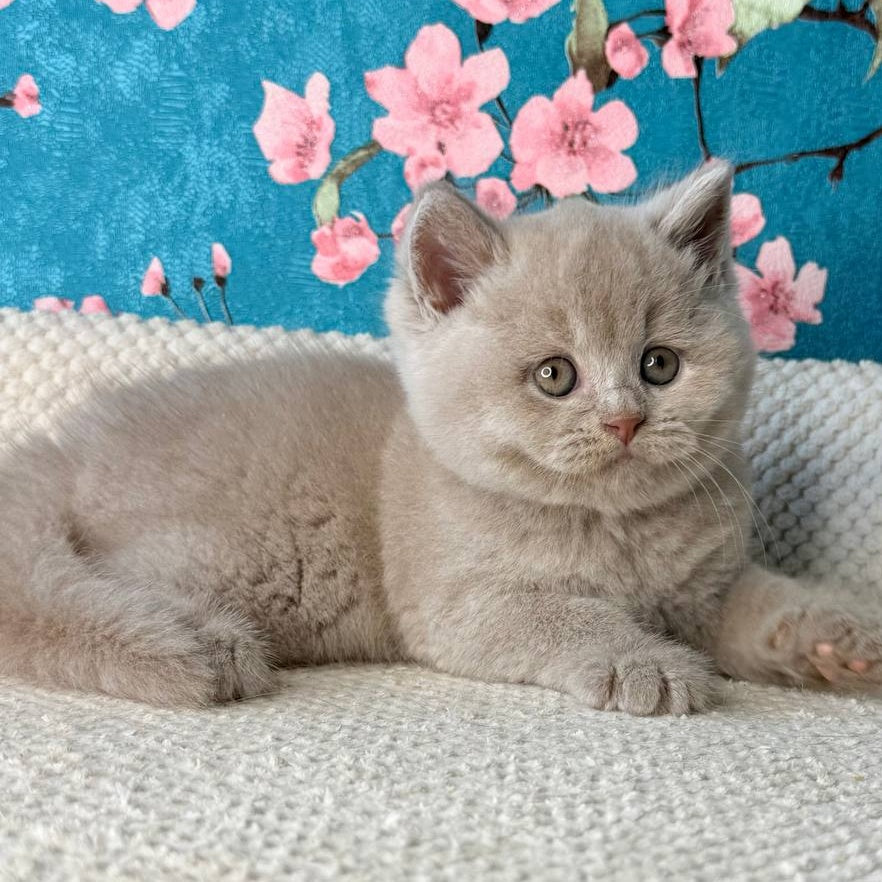 Gabby British Shorthair male, fawn