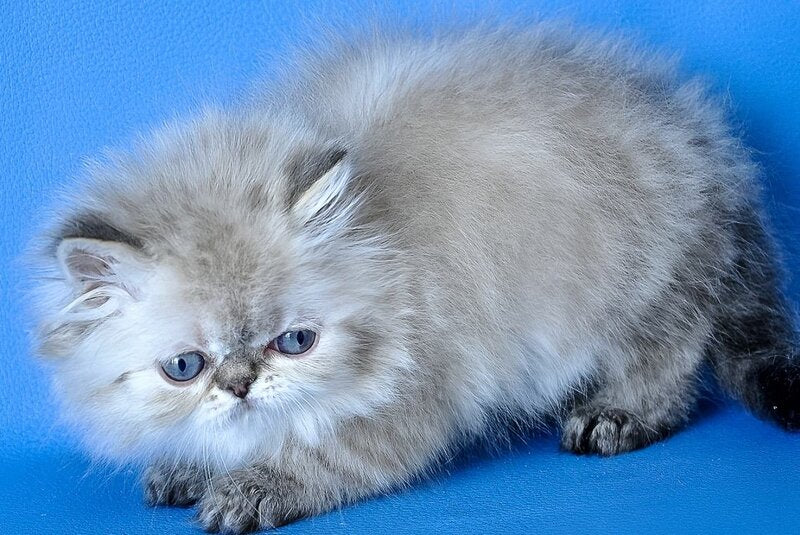 Leon Persian male blue lynx - live animals