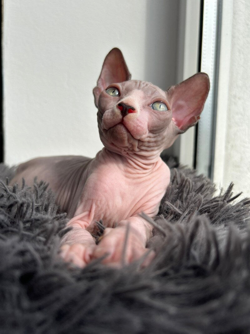 Stich Canadian Sphynx male, black