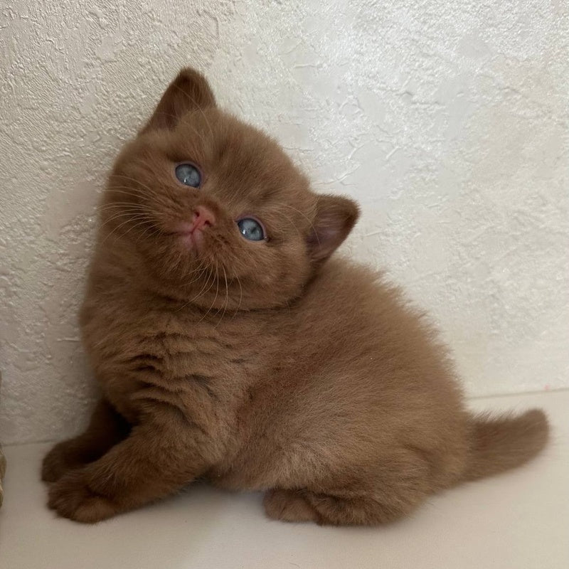 Ewa British Shorthair female, cinnamon
