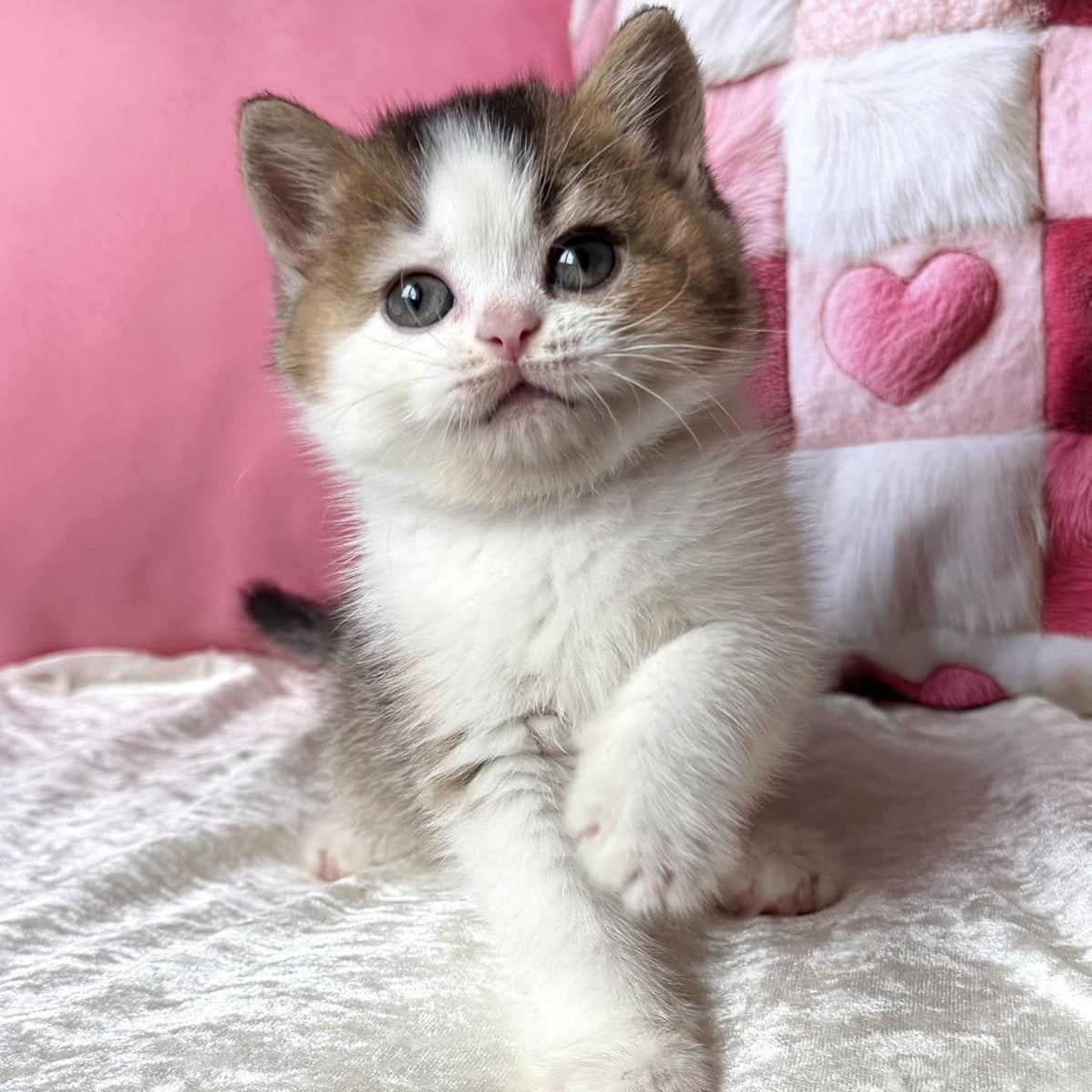 Iriska British Shorthair female, black golden ticked tabby bicolour
