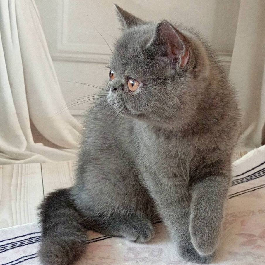 Nazar Exotic male, blue