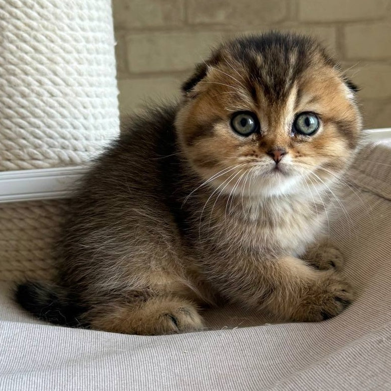Fiona Scottish Fold female, black golden ticked tabby