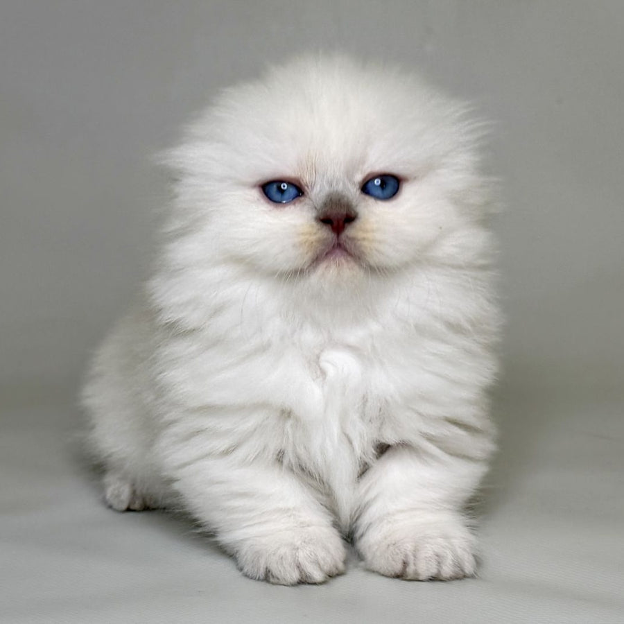 Stormy Munchkin female, blue shaded pointed