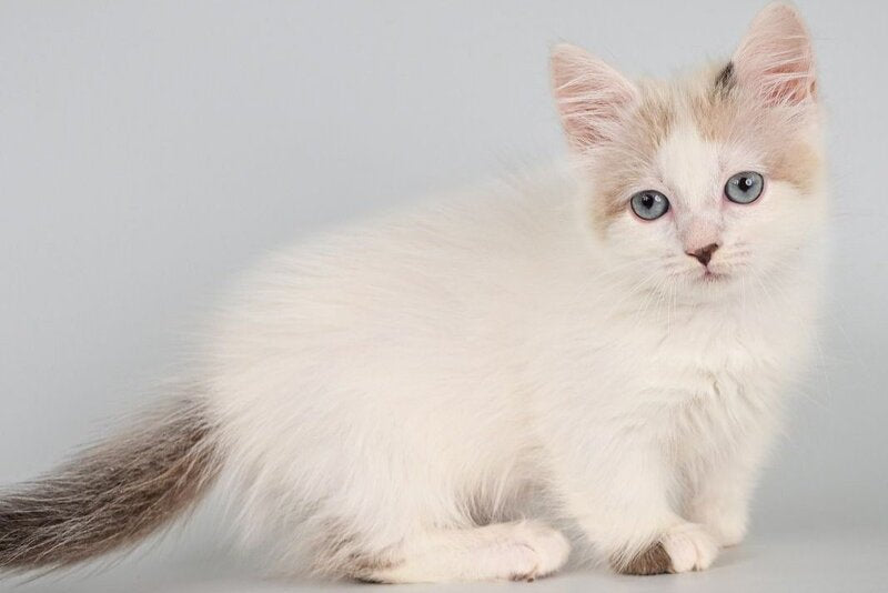 Yogurt Munchkin male, seal pointed van