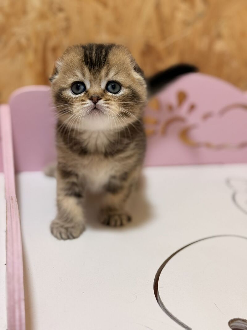 Fanny Scottish Fold female, black ticked tabby