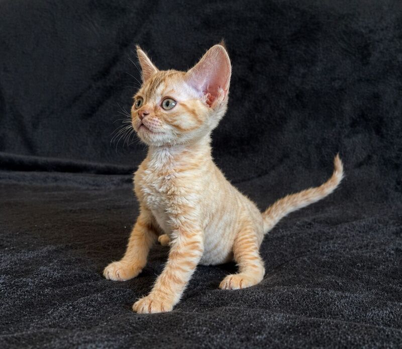 Bonya Devon Rex female red spotted tabby - live animals