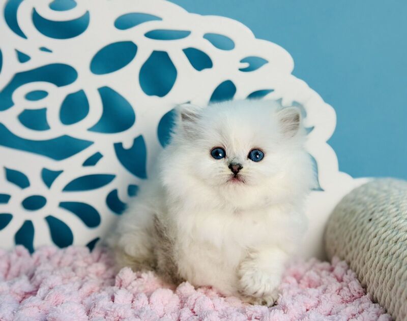 Aurora Scottish Straight female, black silver shaded pointed