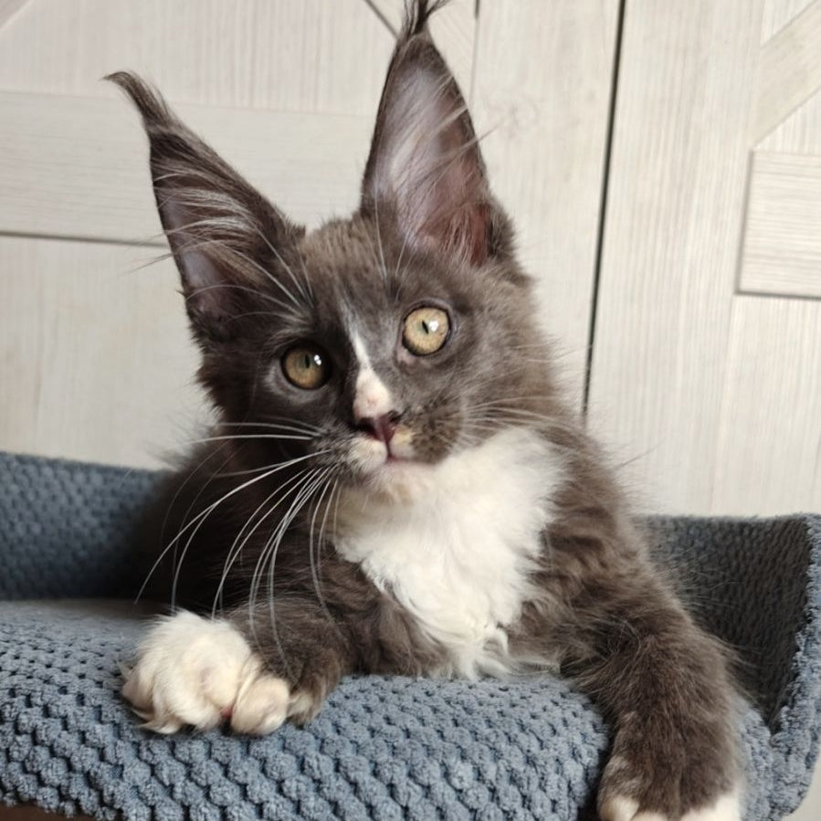 Amur Maine Coon polydactyl 7x7x6x6 male, blue bicolour
