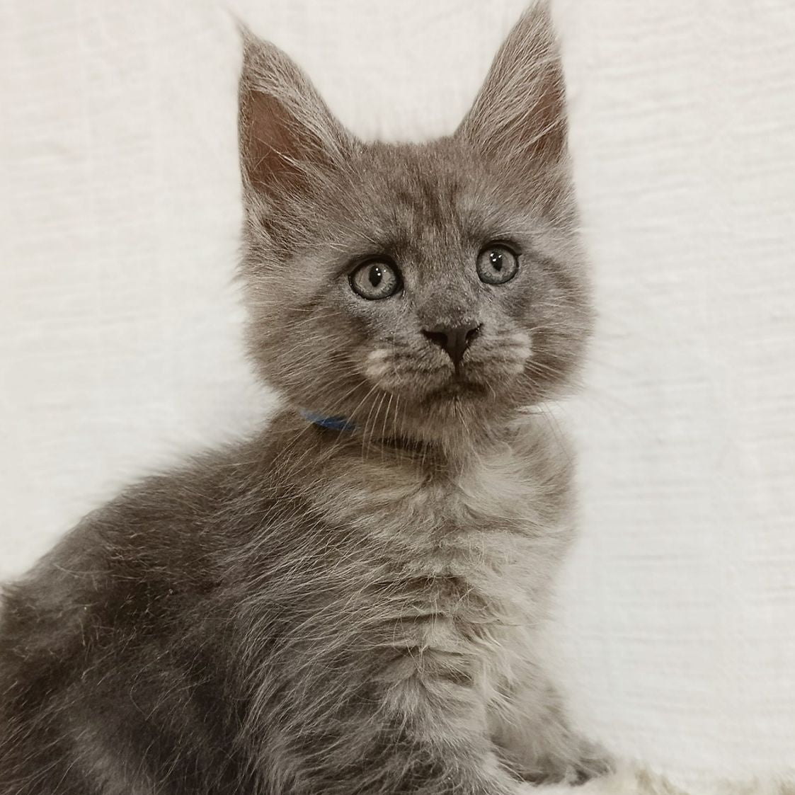 Fox Maine Coon male, blue silver