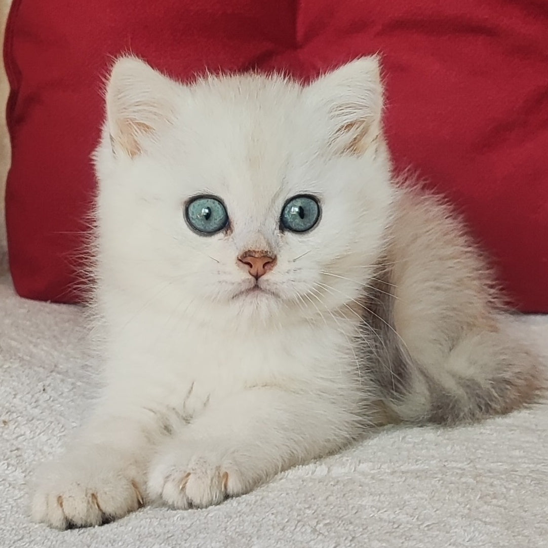 Avgust Scottish Straight male, black silver shaded