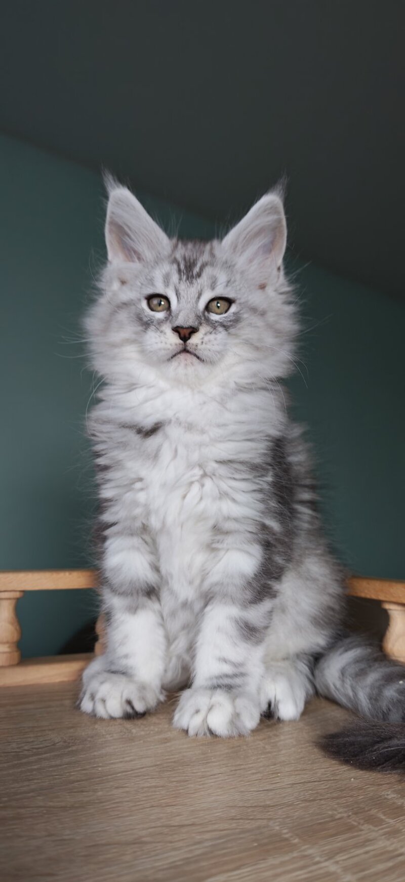 Gelios Maine Coon male, blue silver tabby