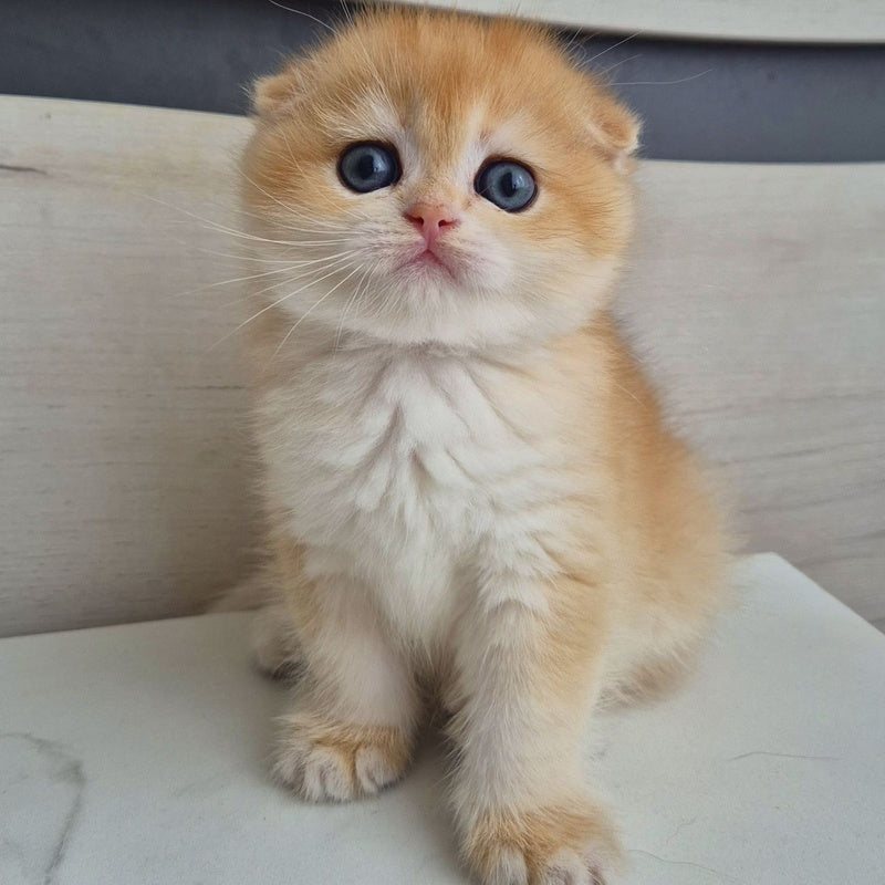 Ballu Scottish Fold male, black golden chinchilla