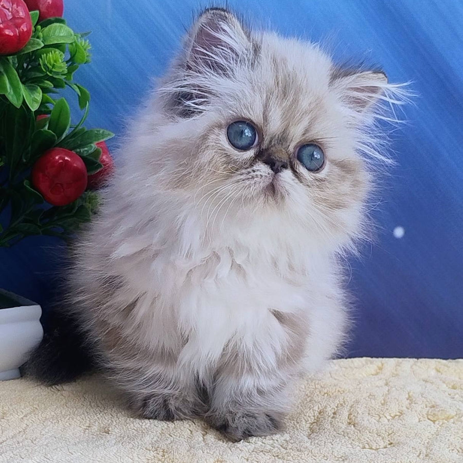 Sindi Persian female, black pointed