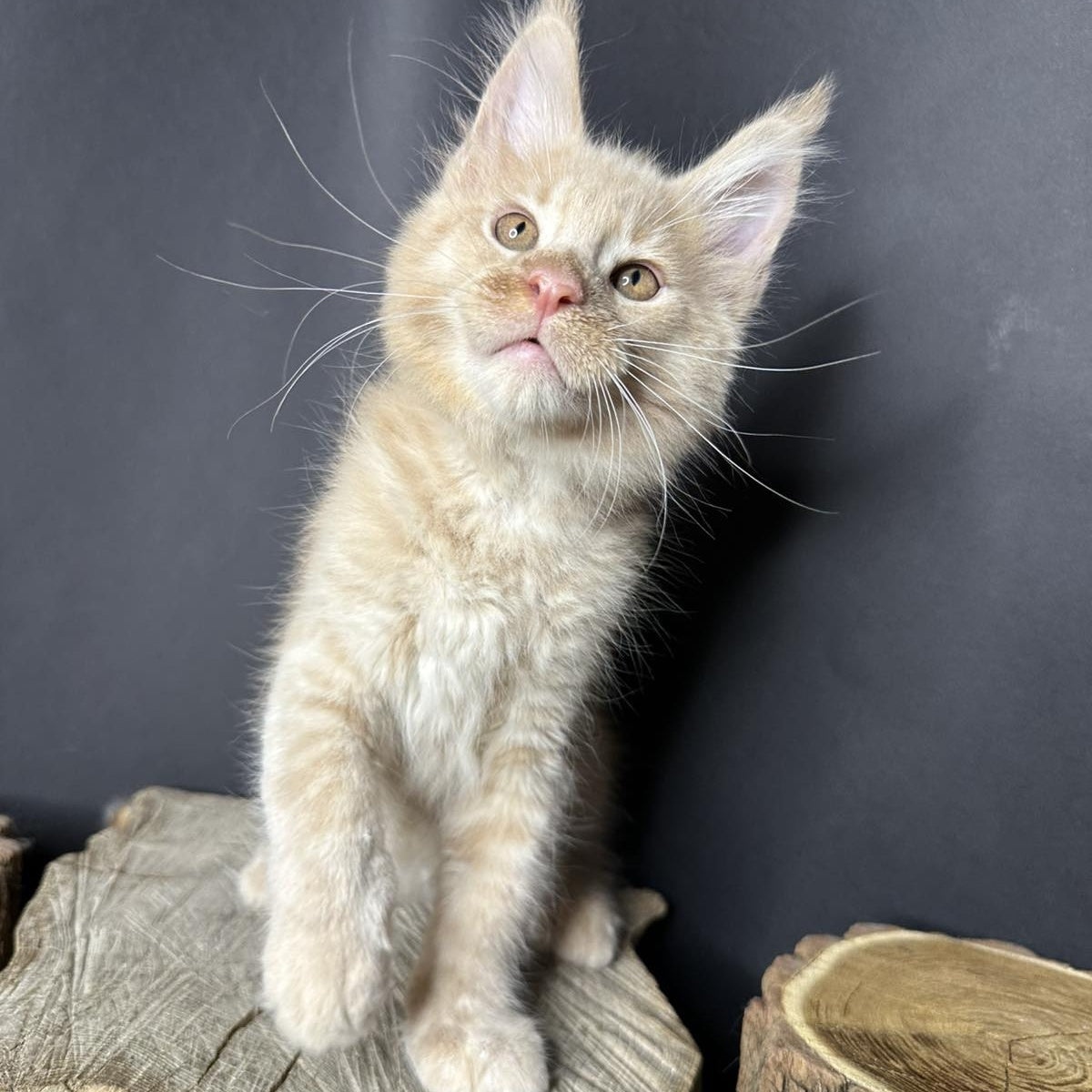 Pluto Maine Coon male, cream bicolour