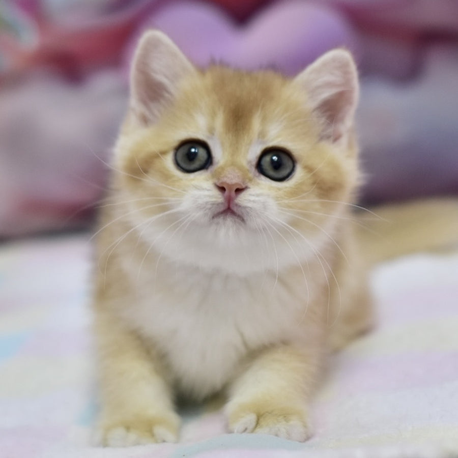 Fluffy British Shorthair female, black golden chinchilla