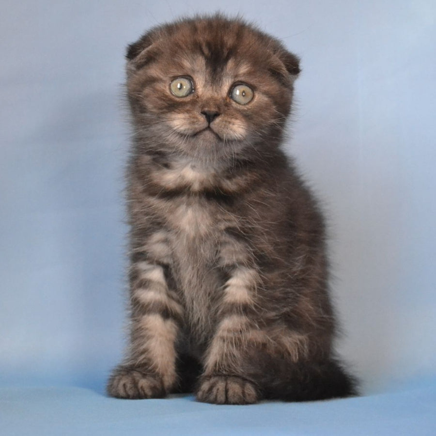 Romeo Scottish Fold male, black silver tabby