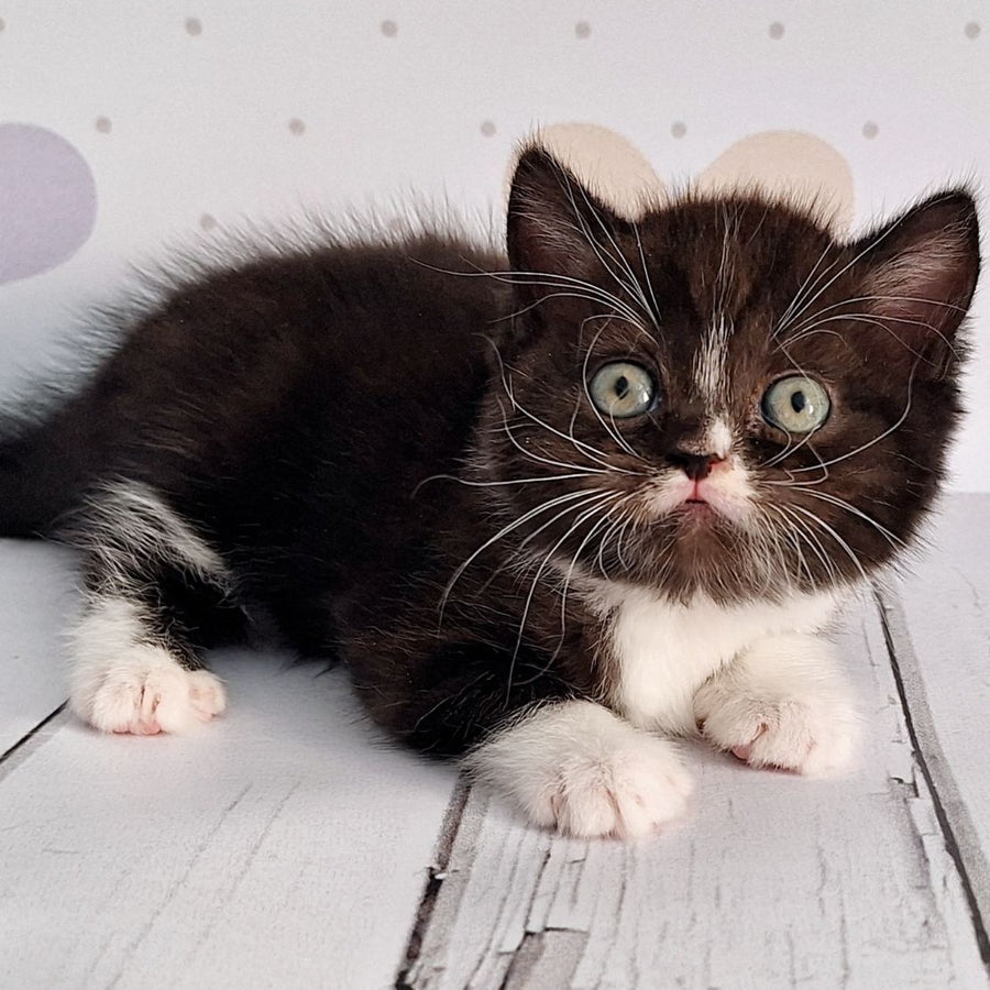 Adam Scottish Straight male, black silver bicolour