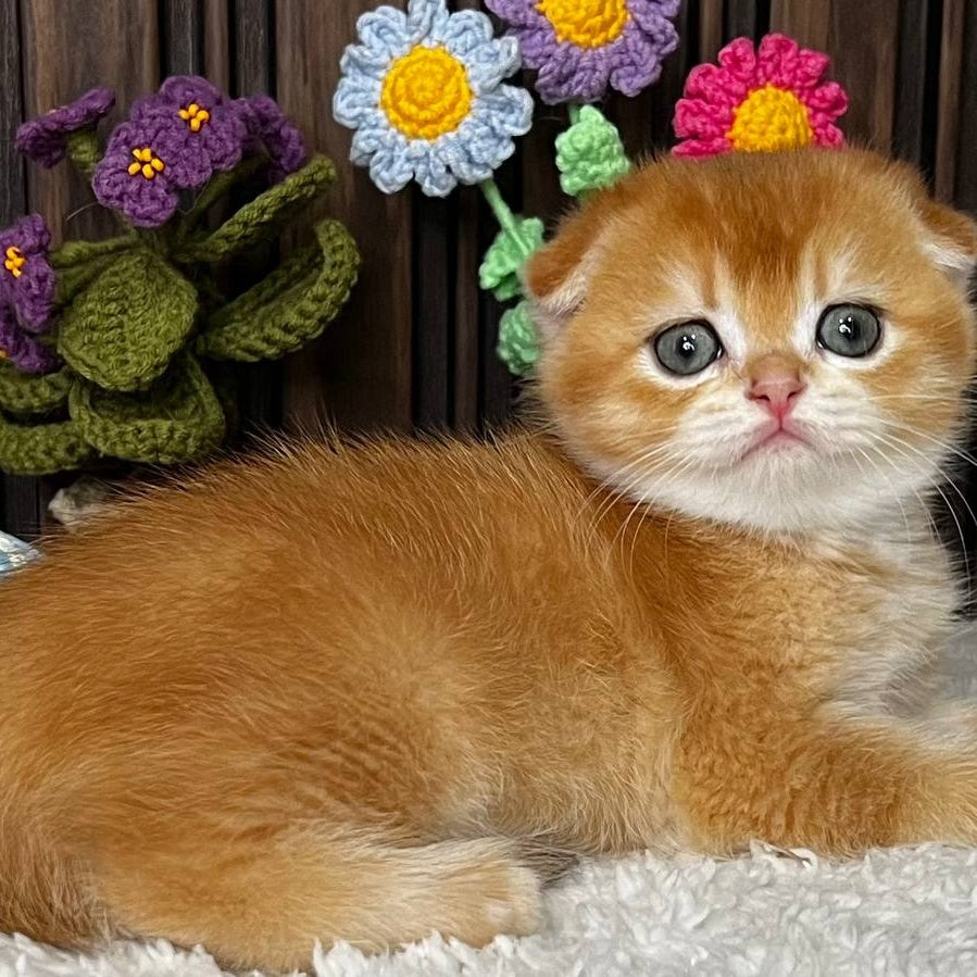 Nefertiti Scottish Fold female, black golden chinchilla