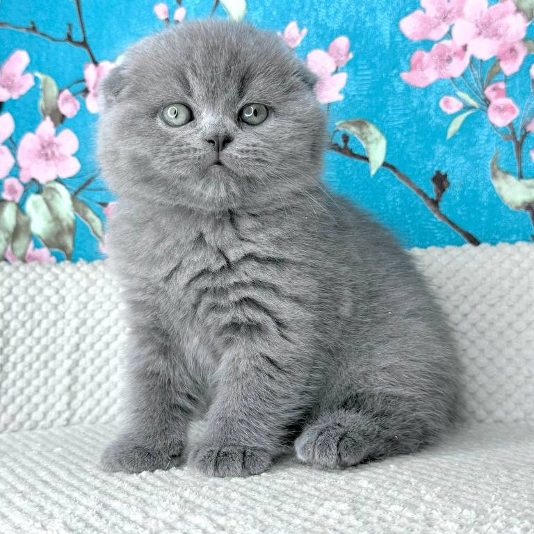 Kevin Scottish Fold male, blue