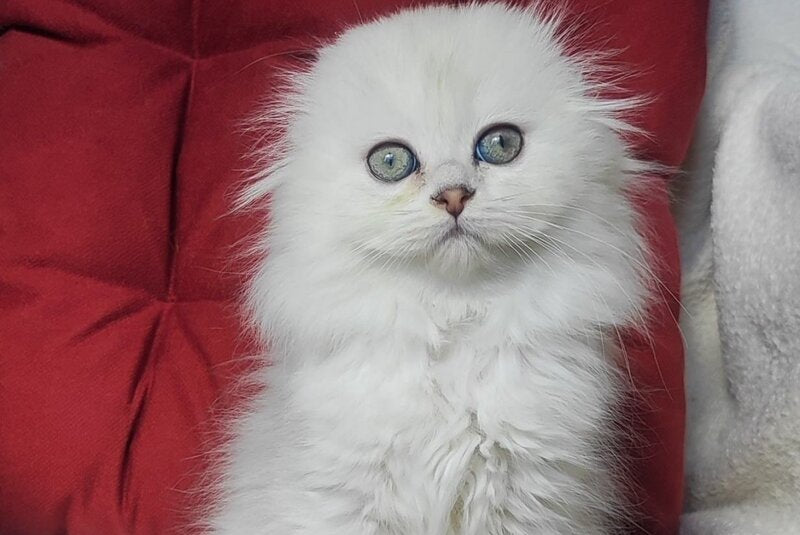 Smile Scottish Fold female black silver shaded - live animals