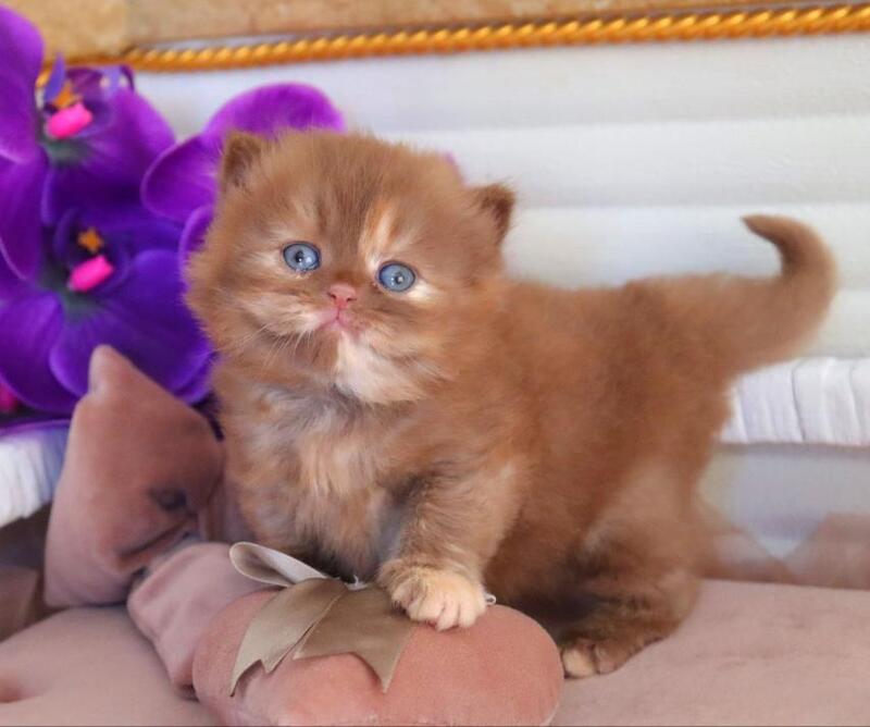 Rina British Longhair female cinnamon tortie - live animals