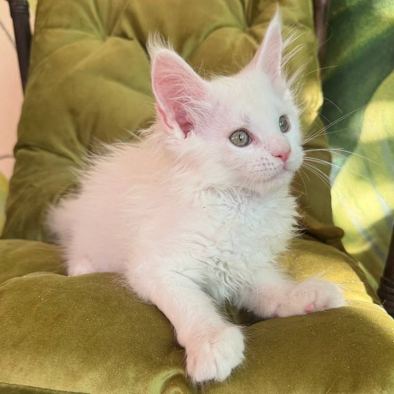 Zefir Maine Coon male, white