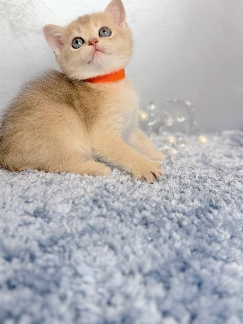 Eley Scottish Straight male, blue golden shaded
