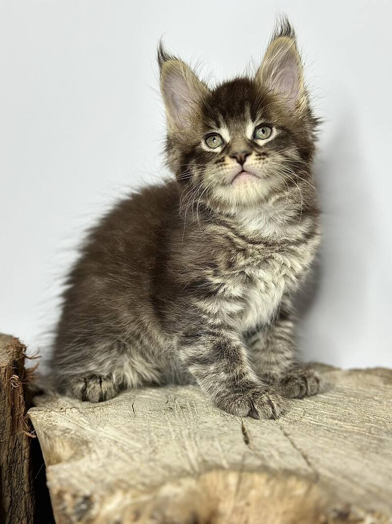 Jetta Maine Coon female black tabby - live animals