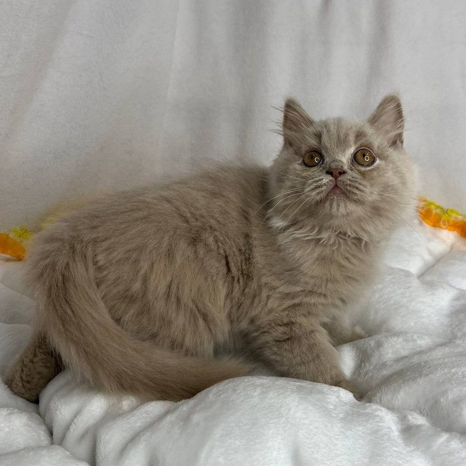 Walter British Longhair male, lilac