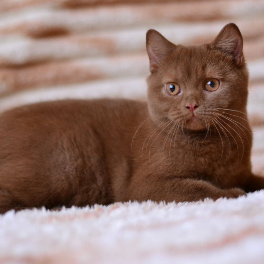 Evan British Shorthair male, cinnamon