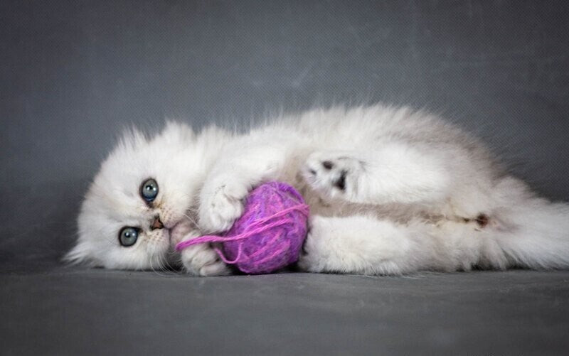 Catrina Scottish Fold female black silver shaded - live animals