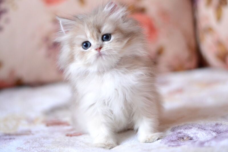 Gloria British Longhair female, blue golden shaded