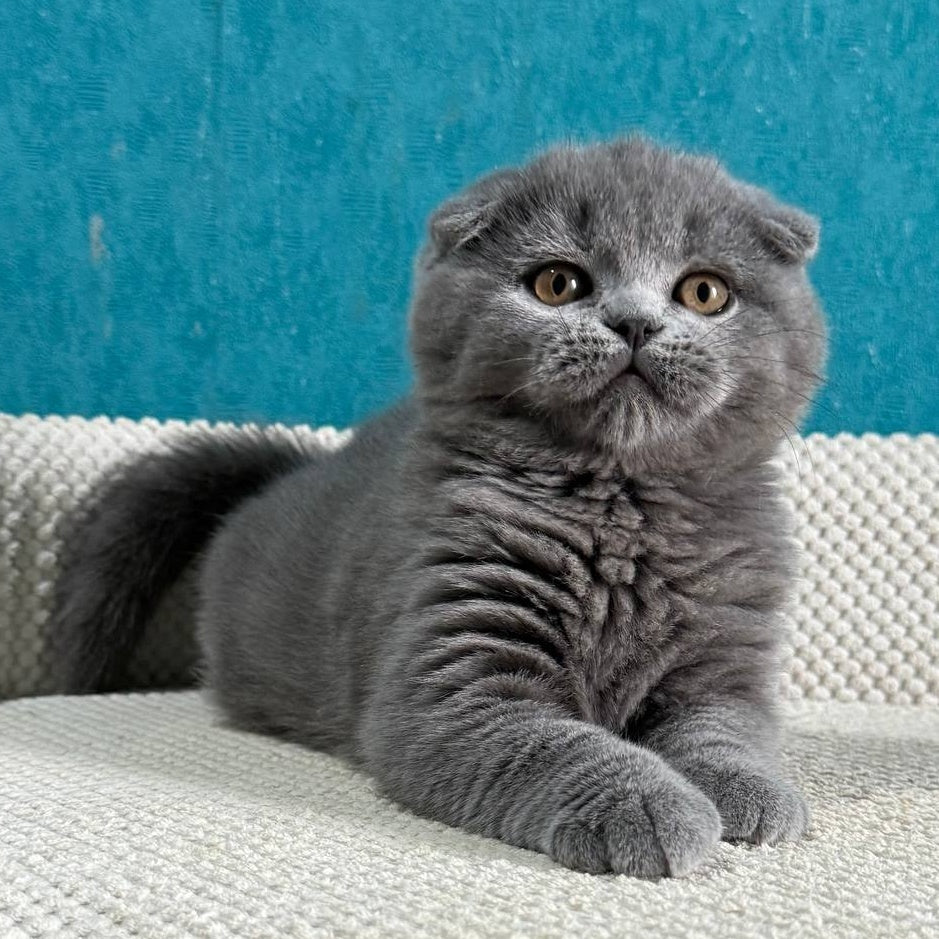 Barney Scottish Fold male, blue