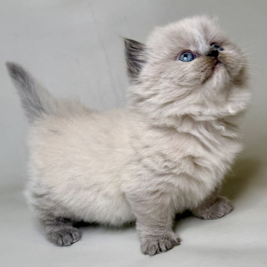 Savage Munchkin female, lilac shaded pointed