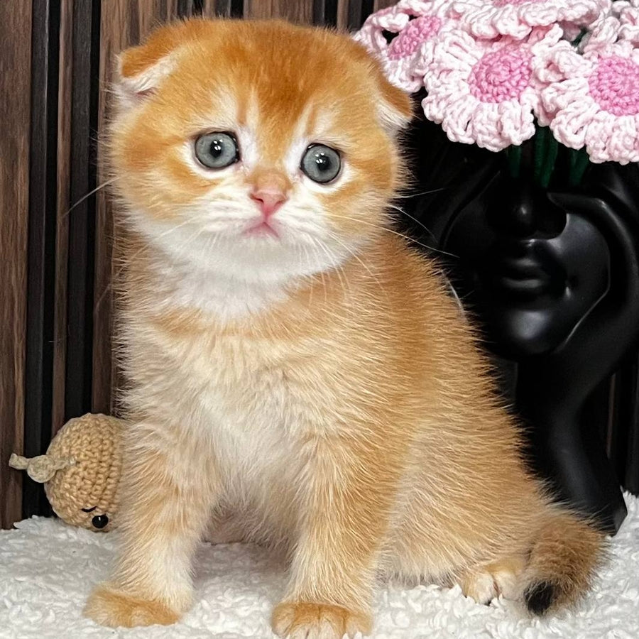 Nefertiti Scottish Fold female, black golden chinchilla