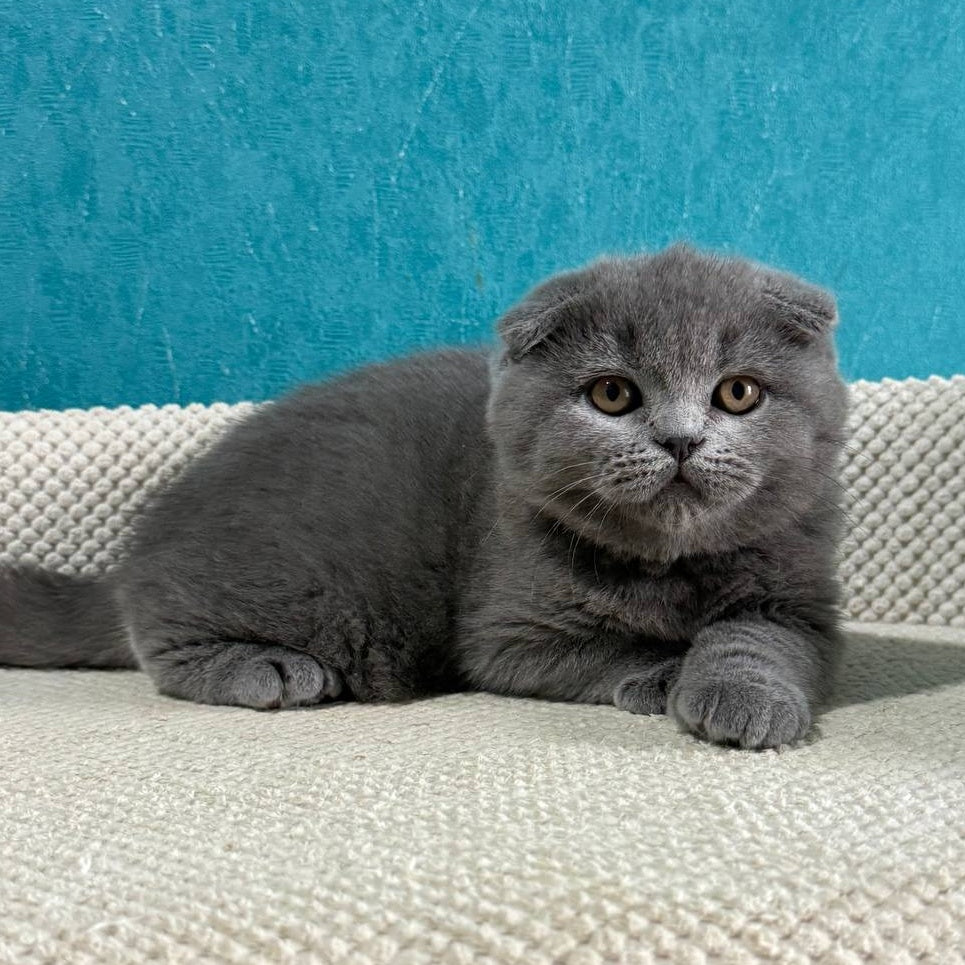 Barney Scottish Fold male, blue