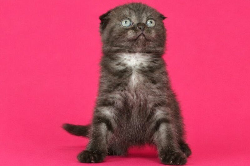 Tonya Scottish Fold female, black silver