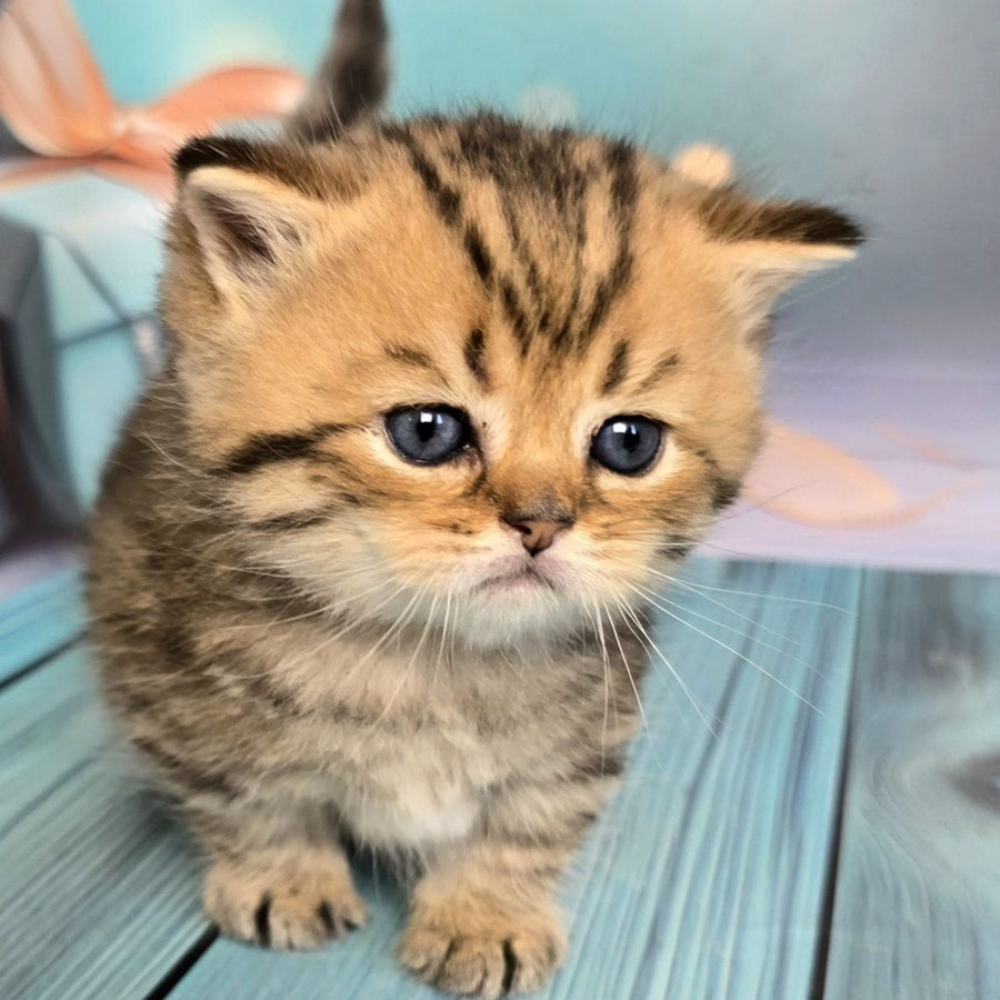Sherry Munchkin male, black golden spotted tabby