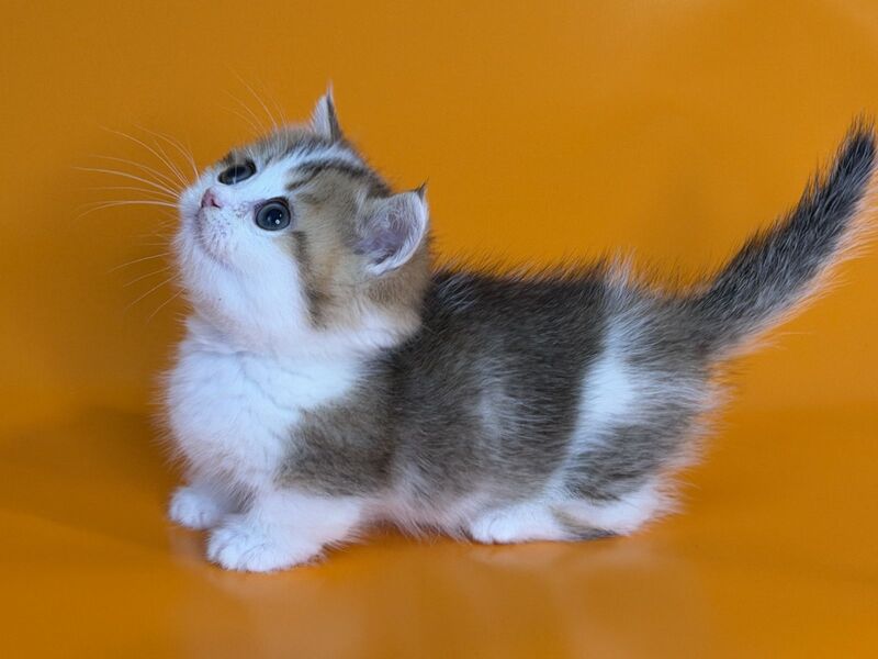 Yavik Munchkin male black golden ticked tabby - live animals