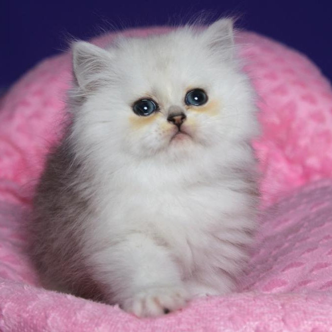 Harry Persian male, black silver shaded