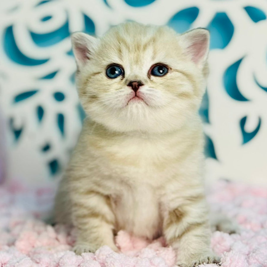 Djuliet Scottish Straight female, black pointed tabby